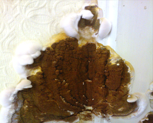 Dry rot fruiting body